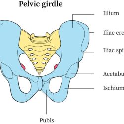 Bones of the pelvis quiz