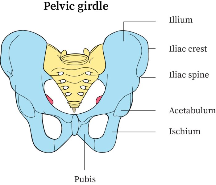 Bones of the pelvis quiz