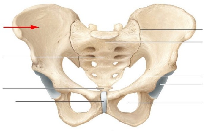 Bones of the pelvis quiz