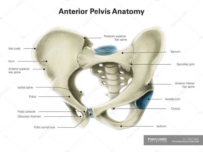 Pelvic girdle