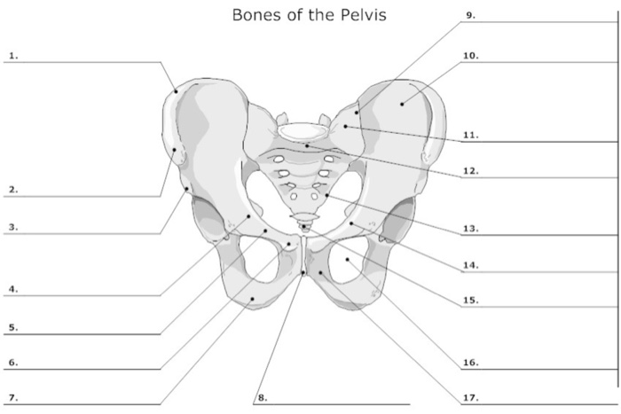 Anatomy landmarks bony kenhub pelvis bones human memorize learn quickly