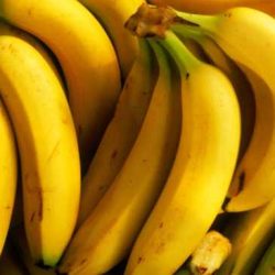 Gmo bananas healthier