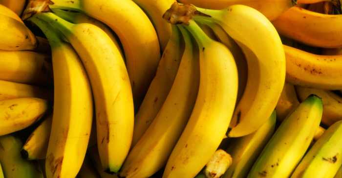 Gmo bananas healthier