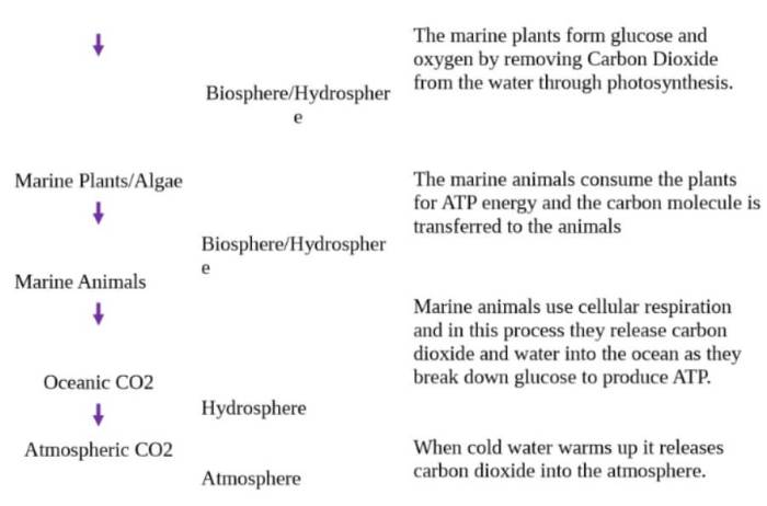 Carbon cycle gizmo answer key pdf