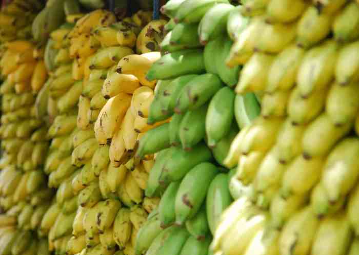 Banana gmo threat disease panama industry because under bananas pay super