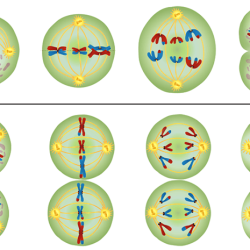 Biology meiosis worksheet answer key