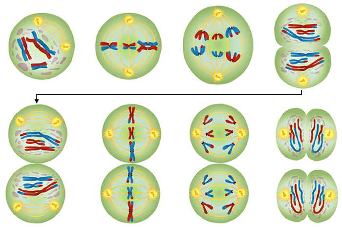 Biology meiosis worksheet answer key