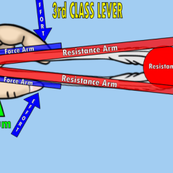 Lever levers tuas fulcrum sederhana pesawat machines manusia tubuh kehidupan sehari sainsmania tengkorak sendi broom physiology menggunakan