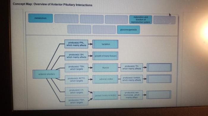 Pituitary anterior map interactions overview concept describe list solved hormones chief effects answer problem been has targets appropriate respective labels