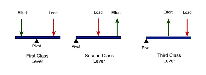 Second and third class levers are differentiated by __________.