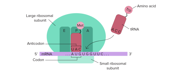 Identify the the following elements on a diagram of translation