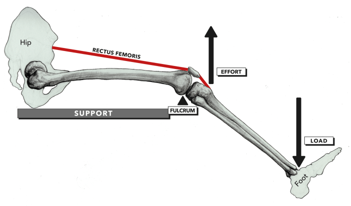 Levers lever 3rd tongs tip