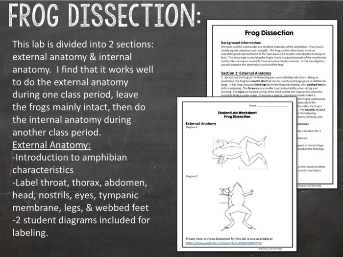 Student exploration frog dissection answer key