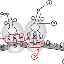 Identify the the following elements on a diagram of translation