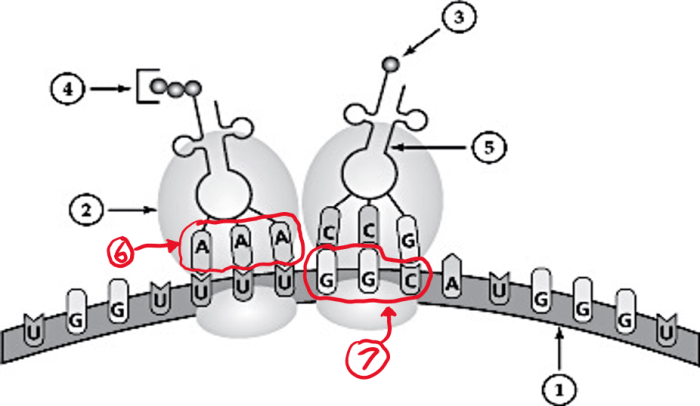 Identify the the following elements on a diagram of translation