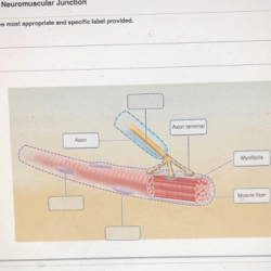 Focus figure 9.1 events at the neuromuscular junction