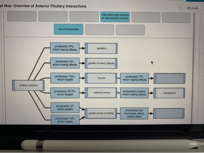 Concept map overview of anterior pituitary interactions