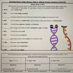 Amoeba sisters video recap dna replication answers