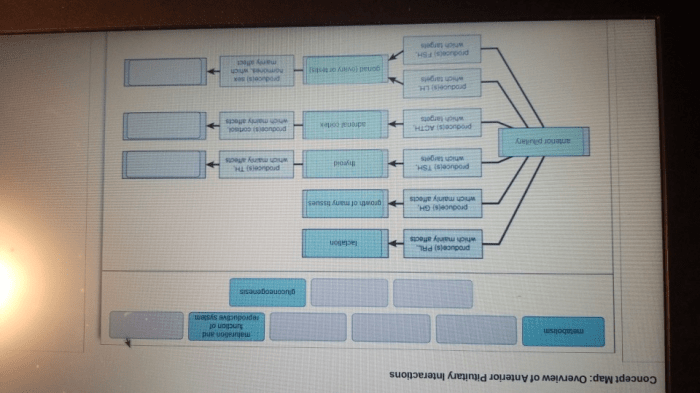 Concept map overview of anterior pituitary interactions