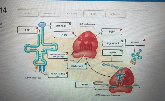 Part identify elements following diagram labels translation drag appropriate locations solved