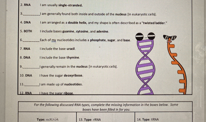 Amoeba sisters video recap dna replication answers