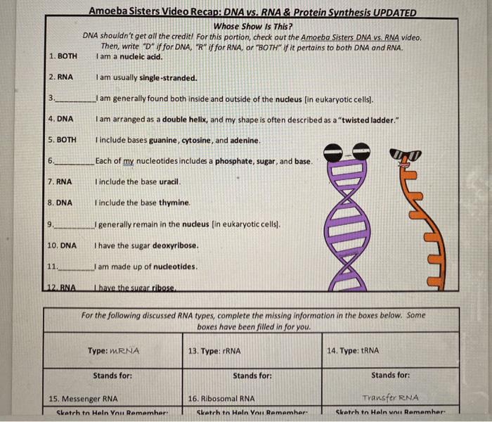 Amoeba sisters video recap dna replication answers