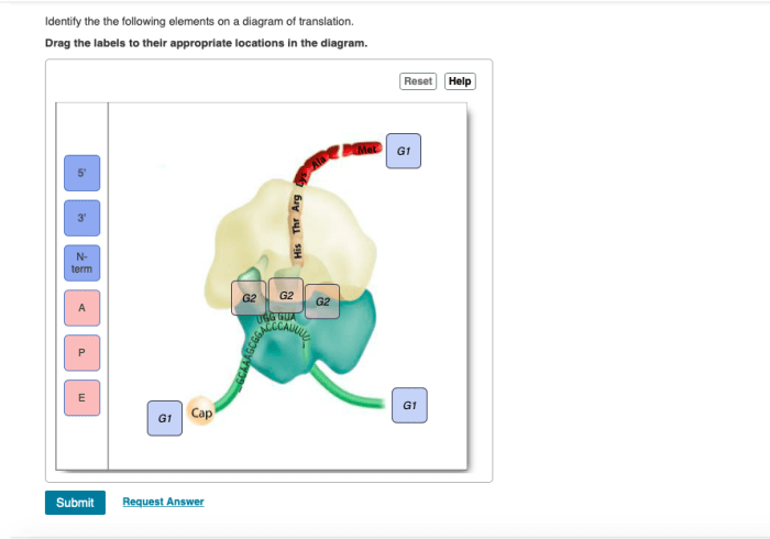 Identify the the following elements on a diagram of translation